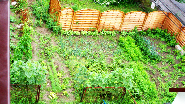 Zdjęcie warzywniaka